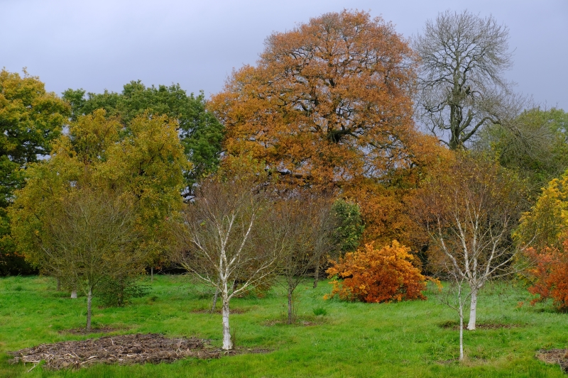 Cherry Tree Arboretum